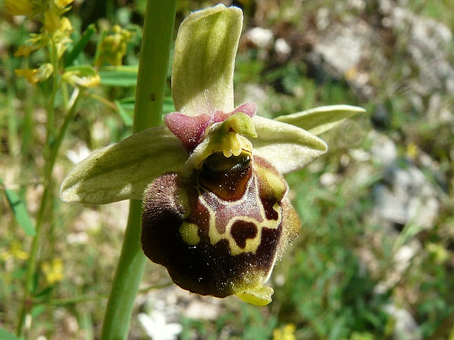 Variabilita'' di Ophrys holosericea (=O. fuciflora)....